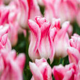 Hectarul - Bulbi de lalele Holland Chic, 5 bulbi